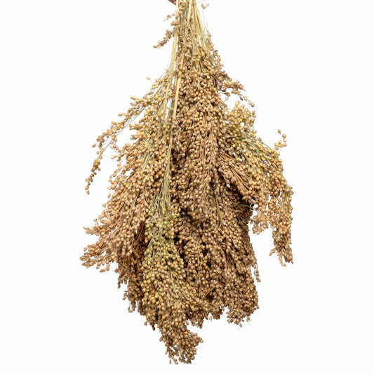 Naturbelassene Silberhirse in ganzen Rispen – Papageienfutter