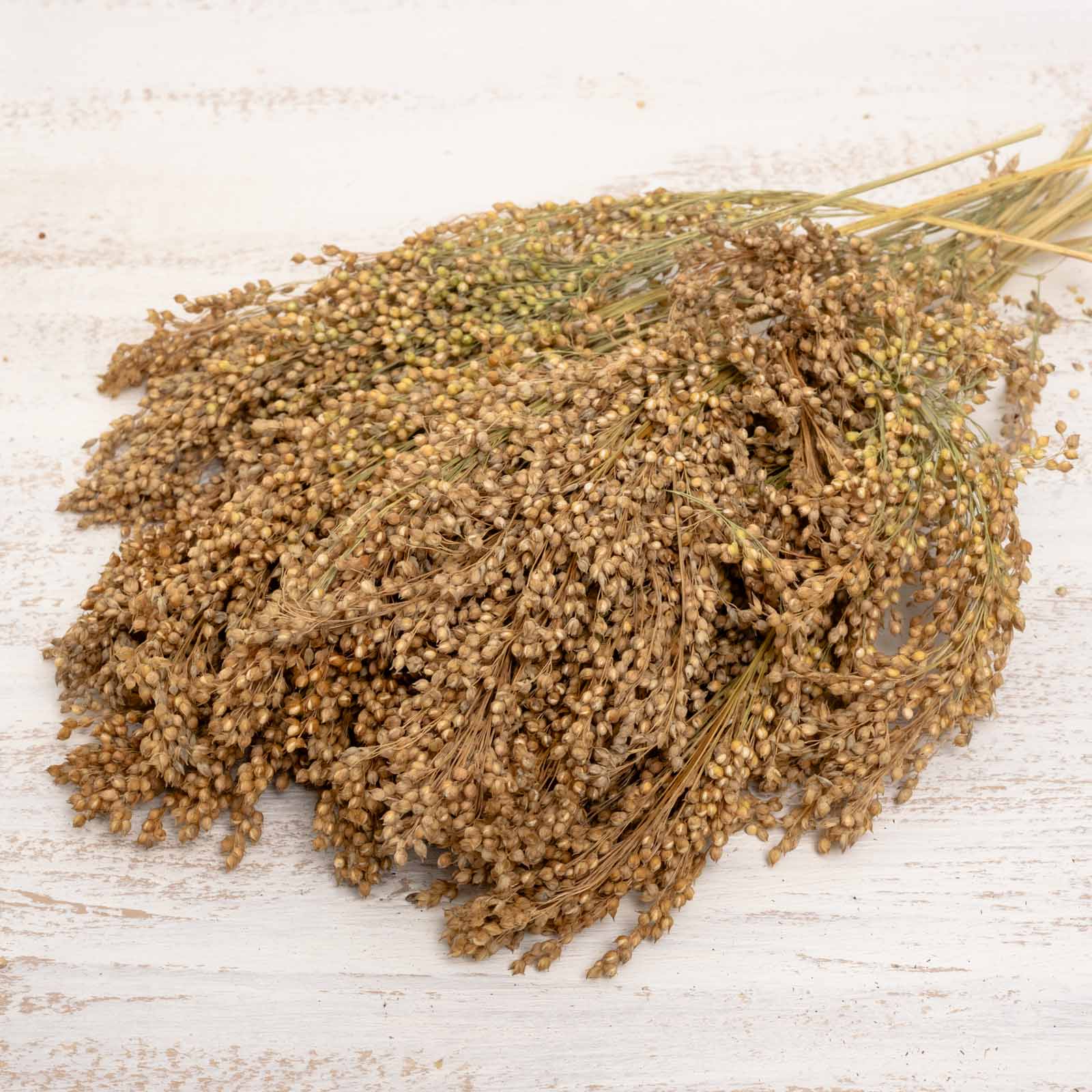 Naturbelassene Silberhirse in ganzen Rispen – Papageienfutter