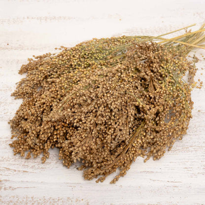 Naturbelassene Silberhirse in ganzen Rispen – Papageienfutter