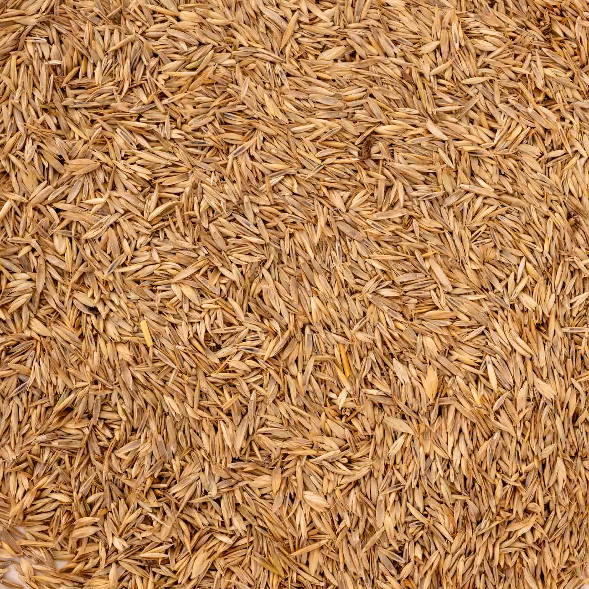 Grassamenmischung – natürliche, kalorienarme Ergänzung für Sittiche & kleine Papageien