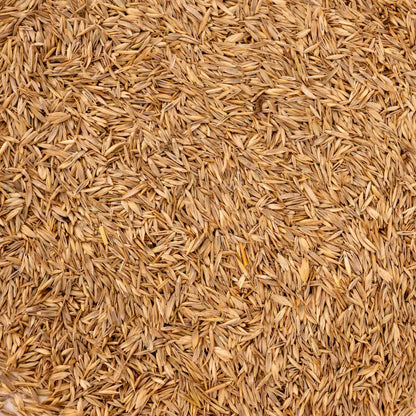 Grassamenmischung – natürliche, kalorienarme Ergänzung für Sittiche & kleine Papageien