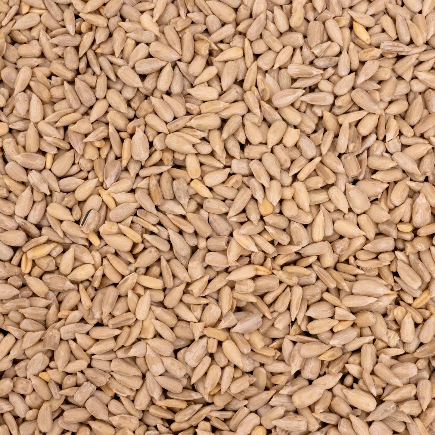 Sonnenblumen geschält – Papageienfutter