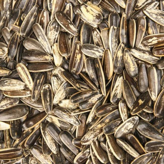 Sonnenblumenkerne