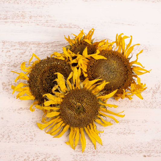 Sonnenblumenköpfchen (ganz), getrocknet