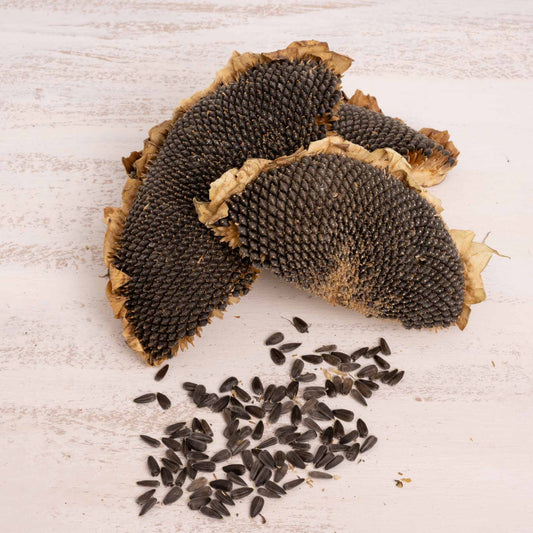 Sonnenblumenkopf, Stücke mit Körnern – 150 g *NEU*