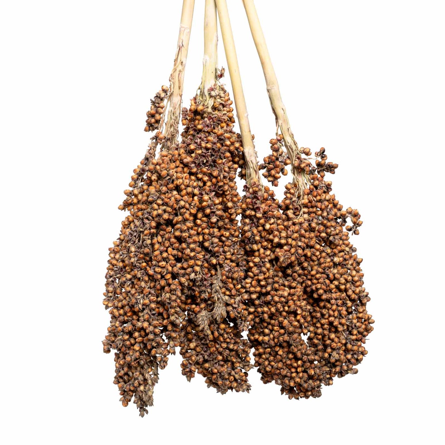 Sorghum (groß) – natürliche Rispenhirse für Großsittiche & Papageien