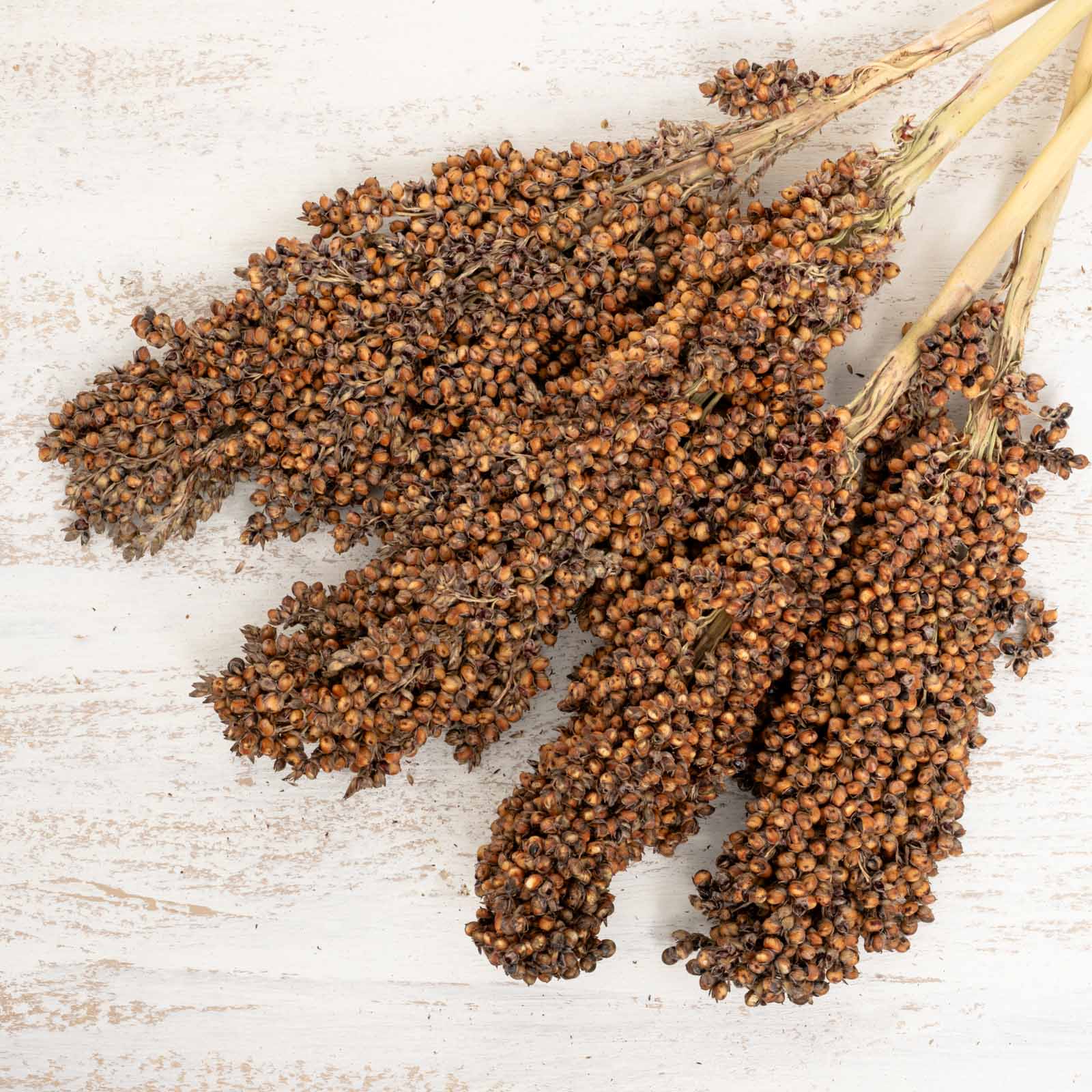 Sorghum (groß) – natürliche Rispenhirse für Großsittiche & Papageien