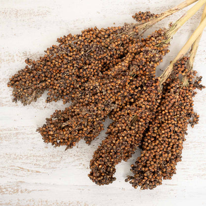 Sorghum (groß) – natürliche Rispenhirse für Großsittiche & Papageien