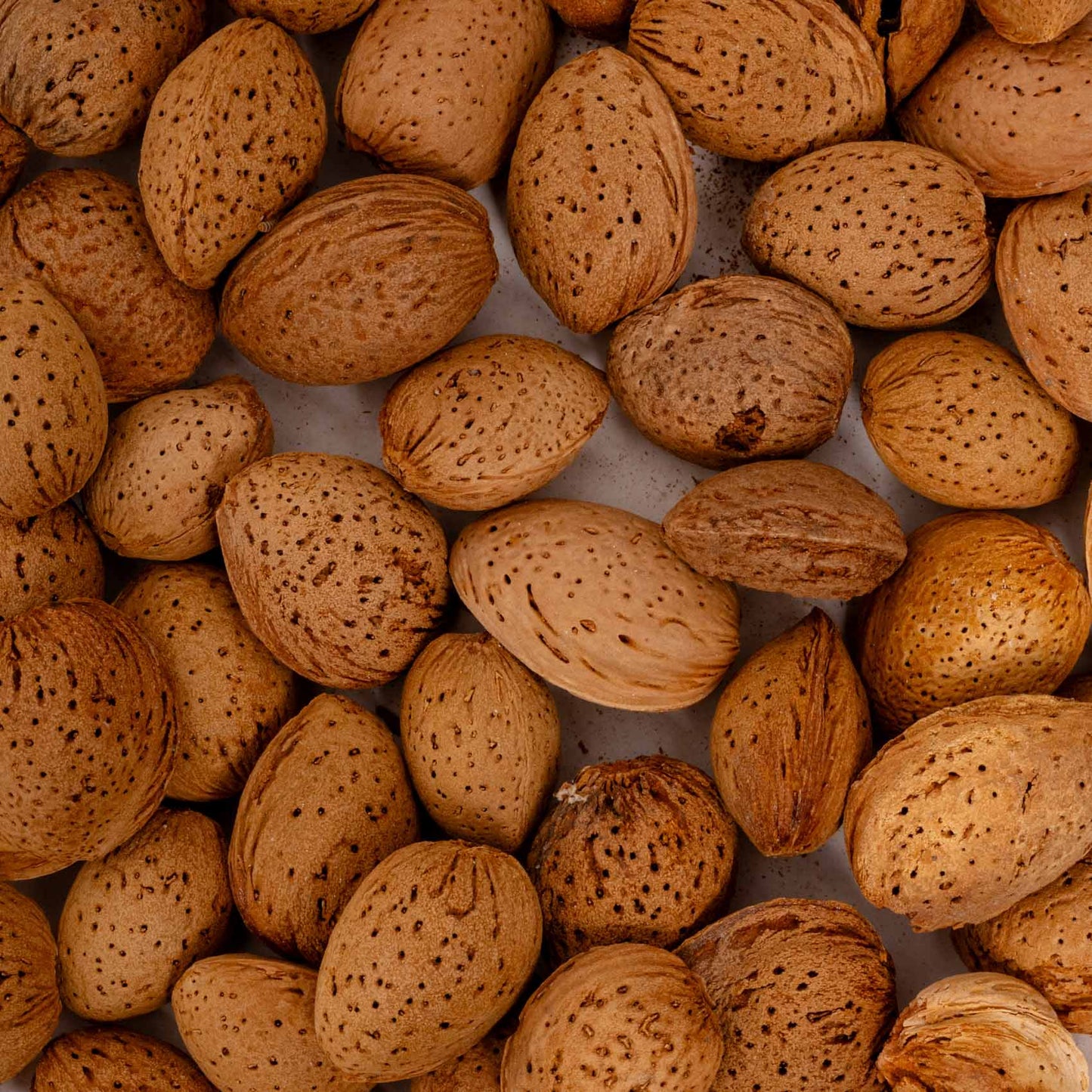 Süßmandeln mit weicher Schale - Papageienfutter