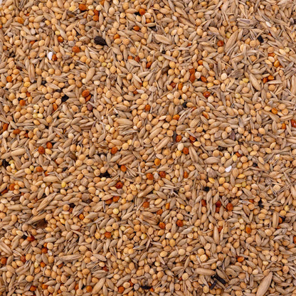 Wellensittichfutter Spezial 2 – hochwertiges Papageienfutter und Körnerfuttermischung für vitale Wellensittiche (Vogelfutter)
