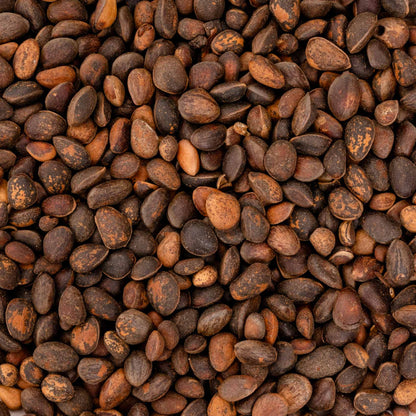 Zirbelnüsse – Papageienfutter