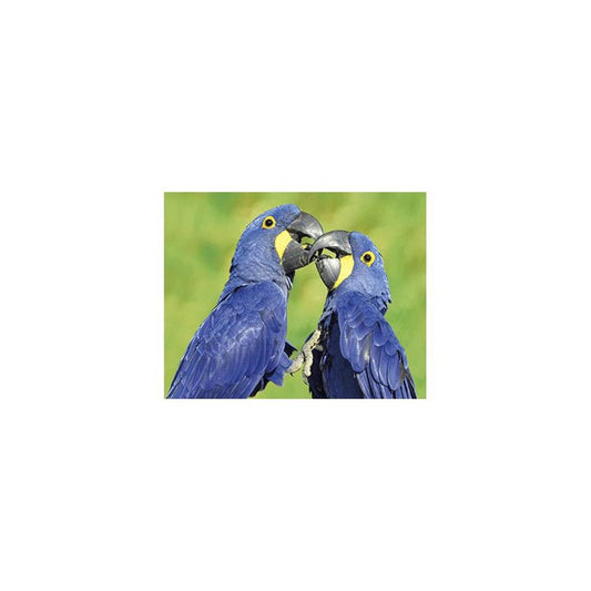 CO1037392  -  Postkarte 'Hyazinth Ara' 3D 16cmx11cm