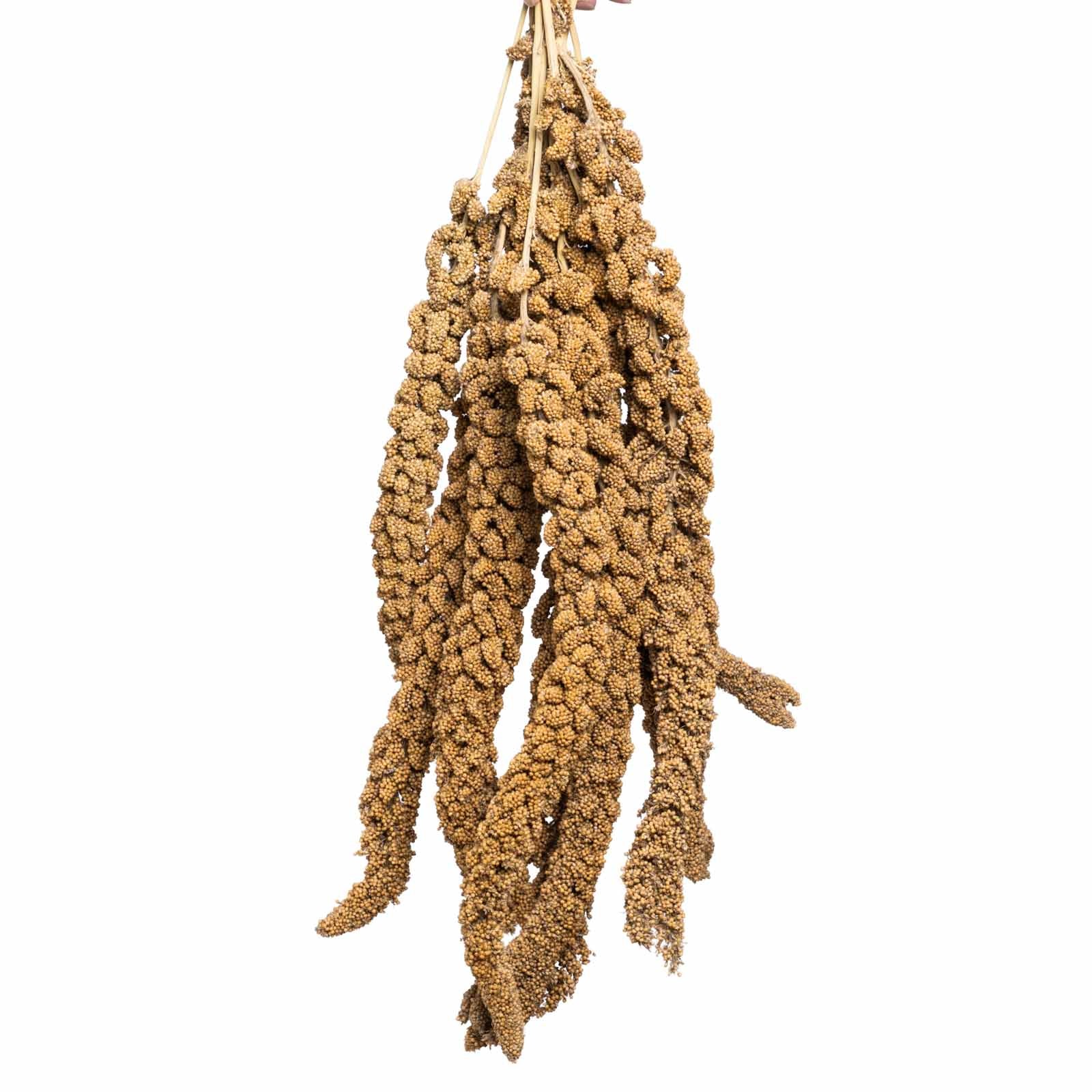 Gelbe Hirse – Premium-Kolbenhirse aus Deutschland für Sittiche und Papageien