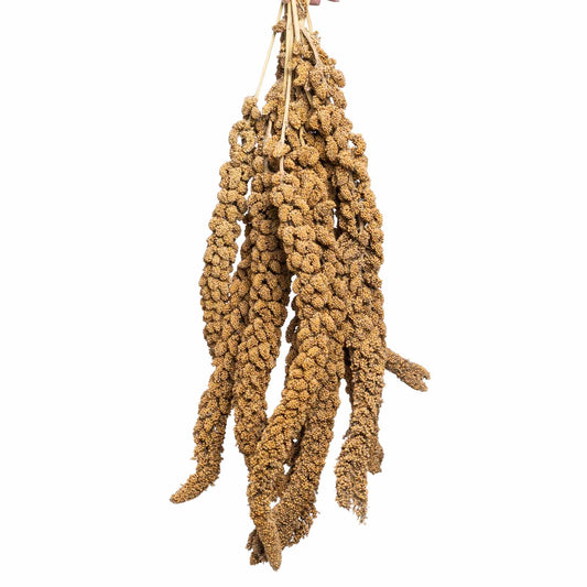 Gelbe Hirse – Premium-Kolbenhirse aus Deutschland für Sittiche und Papageien