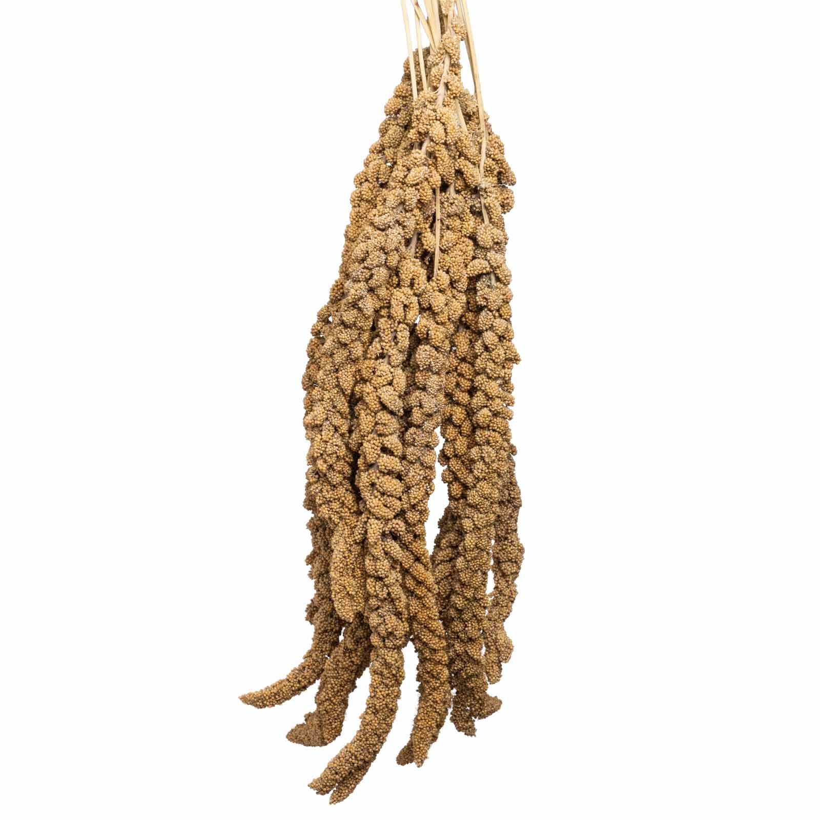 Gelbe Kolbenhirse aus Frankreich – für alle Sittiche und Papageien