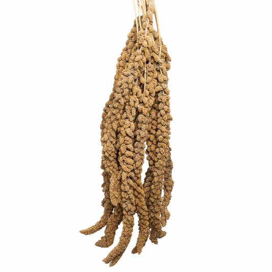 Gelbe Kolbenhirse aus Frankreich – für alle Sittiche und Papageien