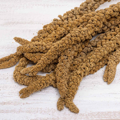 Gelbe Kolbenhirse aus Frankreich – für alle Sittiche und Papageien