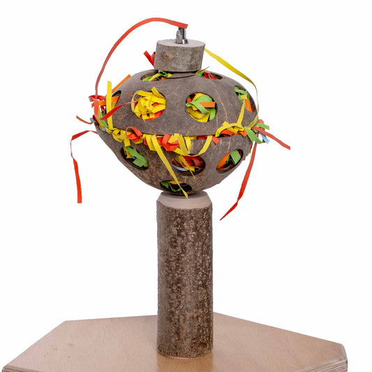 Futtersuche Nuss für Vario Freisitz